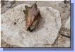 0378aut_4211